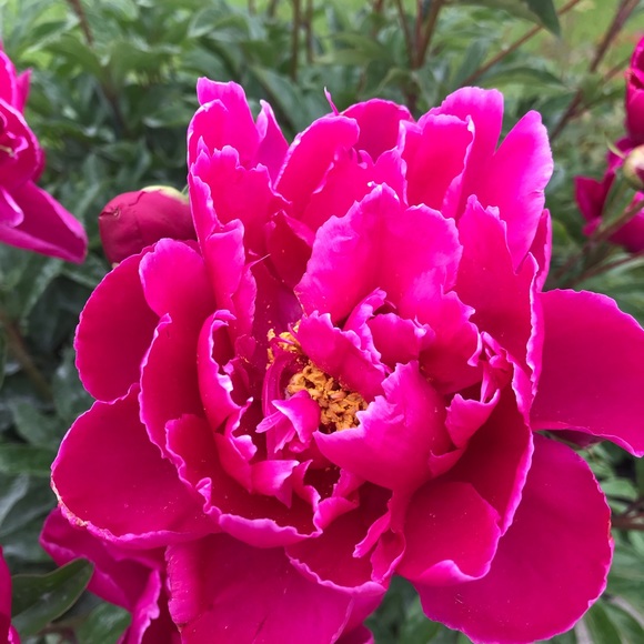 Meet your Posher, Jennifer - Picture 1 of 1